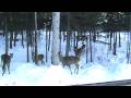 chevreuil a coté de moi  (deer  very very near  from me)