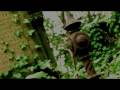 The Zombie Caretaker TRAILER