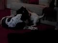 westie bad to the bone