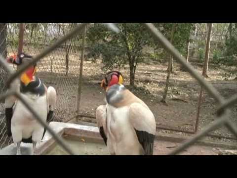 El Chimpance RITO zoo de juigalpa.wmv