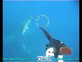 Catching Big Fish with spear