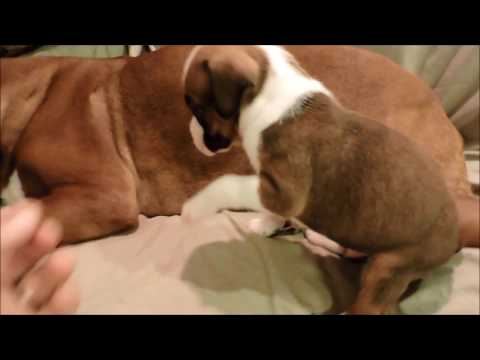 This is our AKC Boxer Alamo