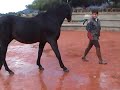 Agat Caballo de Tania Vazquez