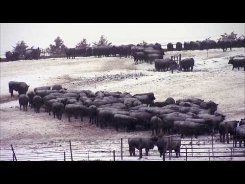 Fe/feedlots For Sale Ne
