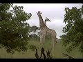 Giraffes Giraffes