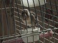sakamelezi ( carduelis carduelis x c. canaria ) sakamelezi ( carduelis carduelis x c. canaria )