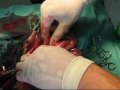 Ovariohisterectomia - 2� parte