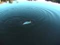 Barramundi Fitzroy River