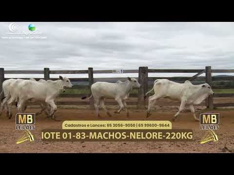 547� LEIL�O VIRTUAL MB LEIL�ES