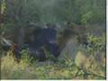 Wildearth July 03 am drive, Lions at the kill 