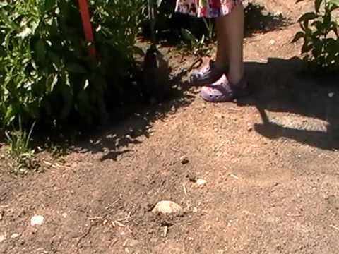 how to transplant a twisted willow