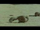 squirrl fight!!!