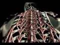 Spinal muscles