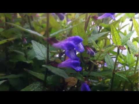 how to harvest skullcap