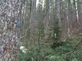 Old Growth Fir Forest Video