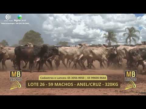 541� LEIL�O VIRTUAL MB LEIL�ES