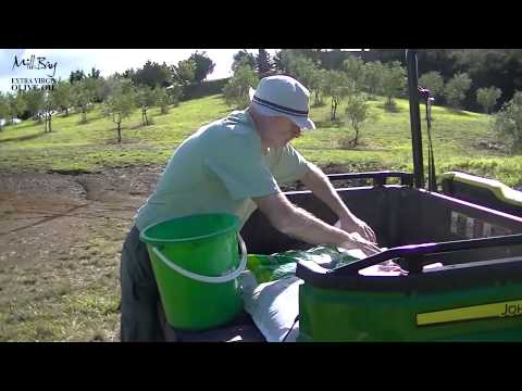 how to fertilize sweet olive