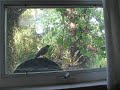 Insane bird