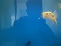 Porcupine Puffer Fish