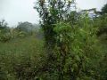 Mountain Hiking in Sri Lanka - YouTube