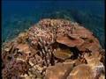 Australia MARINE WORLD (38)