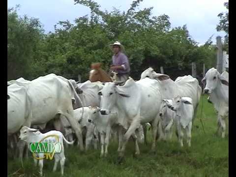 Características de la Raza Brahman
