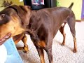 Nice Loving (NOT DUMB) Doberman with Balloon