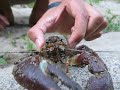Huge Crayfish in Santa Cruz