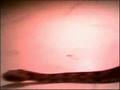 Timber Rattler Eating a Mouse