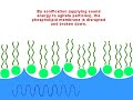 Micelle Formation, Elan and Holly
