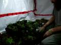 videos de showing some clones