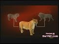 Tigre cruza com le�o e nasce uma fera gigante