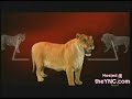 tigre cruza com leão e nasce uma fera gigante