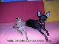 Pinscher mini club videoclip NKL
