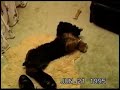 the Little Bully   our wrestling yorkies comedy