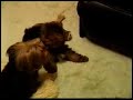 the Little Bully   our wrestling yorkies comedy