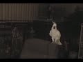 音楽に合わせて踊るオウム