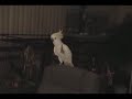 音楽に合わせて踊るオウム