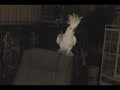 音楽に合わせて踊るオウム