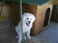 Pastore Maremmano  Abruzzese - Maremma Abruzzen Hirtenhund