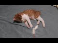 ????????? chaton kitten? ????????? chaton kitten?