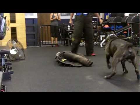 bandog