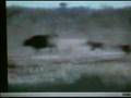 TV Videoları - Snake in Battle at Kruger