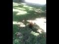 Chicken run