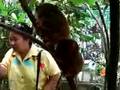 Tarsiers Mating Bohol Scandal