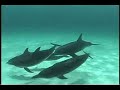 Dolphins, the Lighter Side