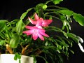 Christmas flowers