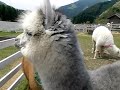 兵庫県の神崎農村公園「ヨーデルの森」にアルパカの赤ちゃんがいるということで出向きました。 農村公園では地元食材もりだくさんのレストランやバーベキューハウスがあり楽しい時間をすごすことができました。愛犬プリンは入口の事務所で預かる規則になっていました。 愛犬同伴の方は皆さん犬は番号札をもらい無料であづけていました。