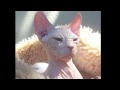 cute kitty - lindo gatito