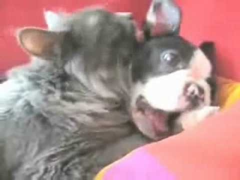 Image de prévisualisation YouTube